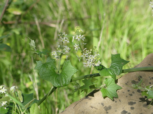 iNaturalist observation photo of California manroot