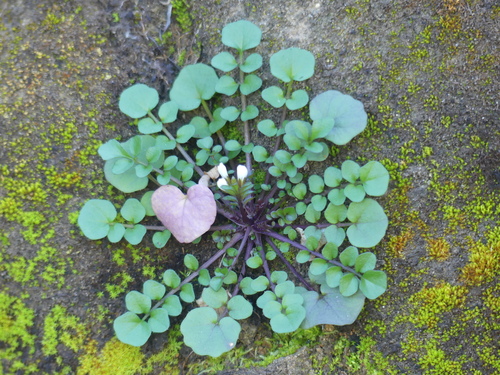 iNaturalist observation photo of Bittercresses and Toothworts