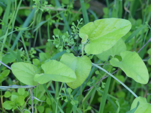iNaturalist observation photo of California Dutchman's Pipe