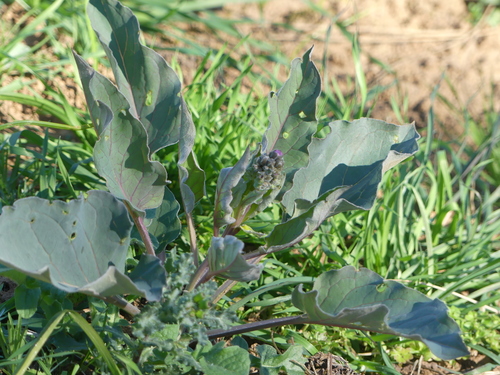 iNaturalist observation photo of Pacific hound's tongue