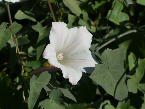 iNaturalist observation photo of Western morning glory