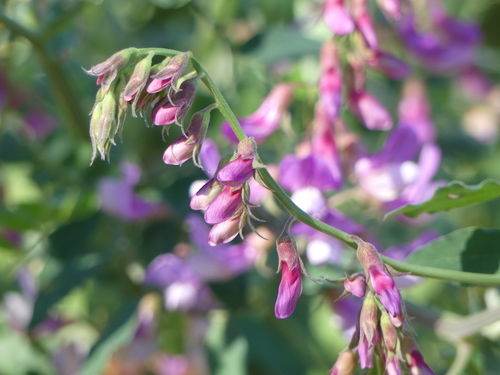 iNaturalist observation photo of sweet peas and vetchlings
