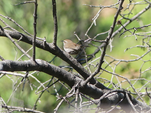 iNaturalist observation photo of Bewick's Wren