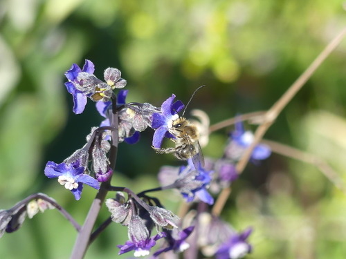 iNaturalist observation photo of Synhalonia