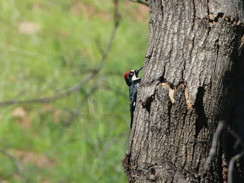 iNaturalist observation photo of Acorn Woodpecker