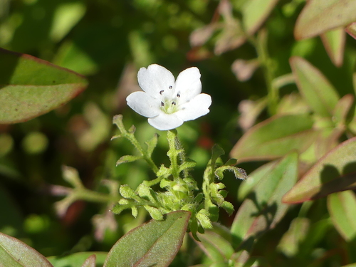 iNaturalist observation photo of White nemophila