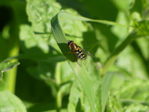 iNaturalist observation photo of Black-margined Flower Fly