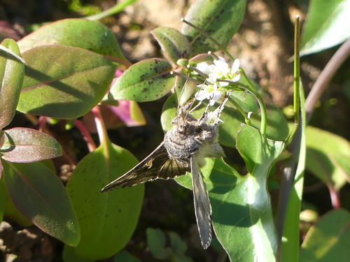 iNaturalist observation photo of Autographa