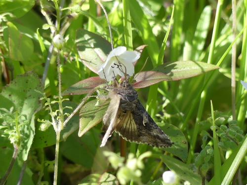 iNaturalist observation photo of Autographa