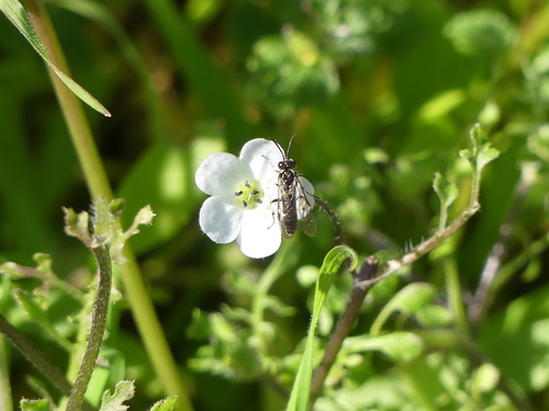iNaturalist observation photo of Sawflies, Horntails, and Wood Wasps