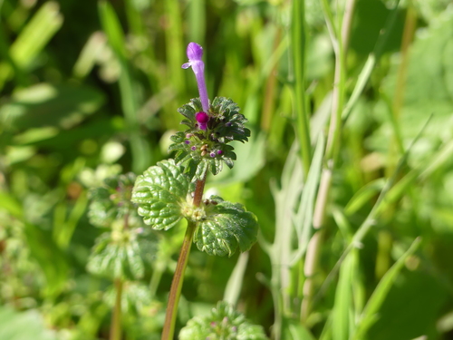 iNaturalist observation photo of henbit deadnettle