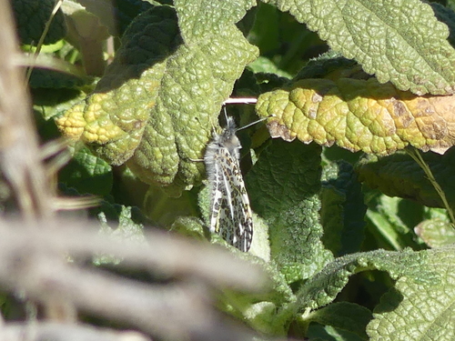 iNaturalist observation photo of Sara Orangetip