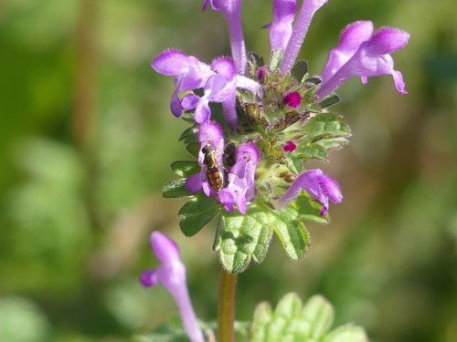 iNaturalist observation photo of Margined Calligrapher