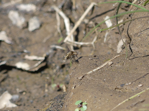 iNaturalist observation photo of Bombyliini