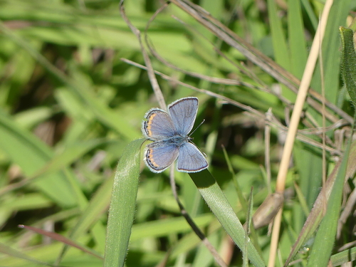 iNaturalist observation photo of Acmon Blue