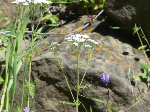 iNaturalist observation photo of common yarrow