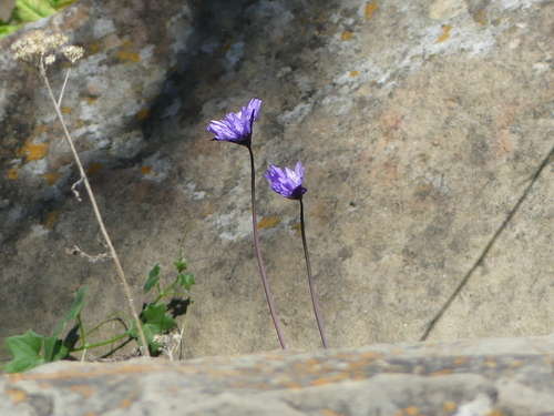 iNaturalist observation photo of blue dicks