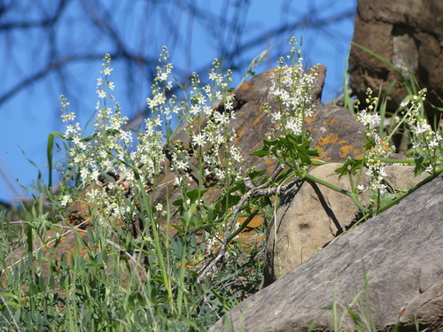 iNaturalist observation photo of California manroot