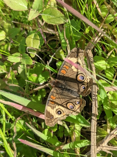 iNaturalist observation photo of Gray Buckeye