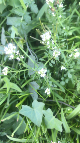 iNaturalist observation photo of hairy bittercress