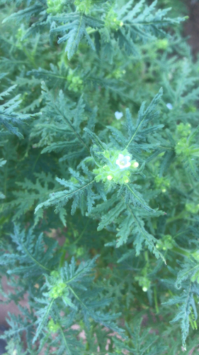 iNaturalist observation photo of common eucrypta
