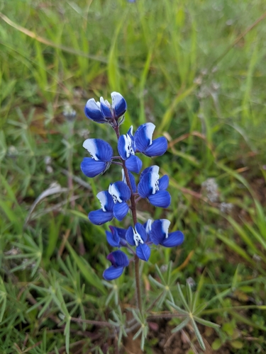 iNaturalist observation photo of lupines