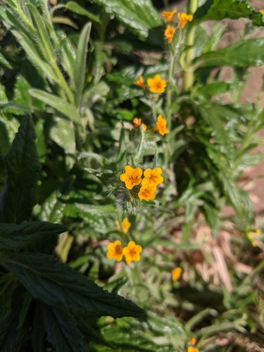 iNaturalist observation photo of Fiddlenecks