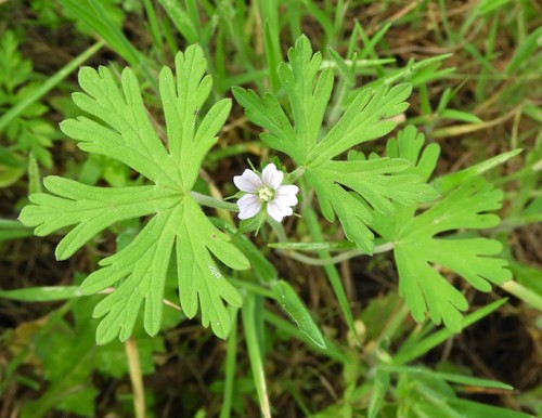 iNaturalist observation photo of Carolina crane's-bill