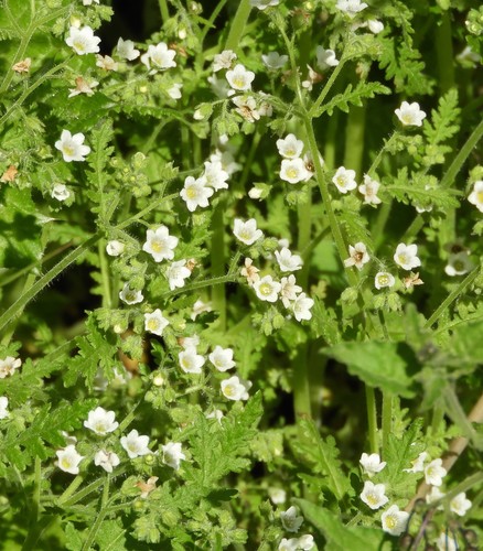 iNaturalist observation photo of White nemophila