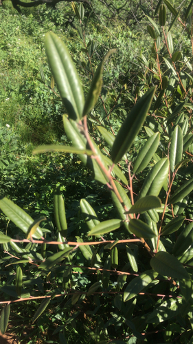 iNaturalist observation photo of coffeeberry