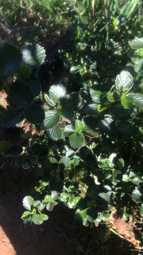 iNaturalist observation photo of Birchleaf Mountain Mahogany