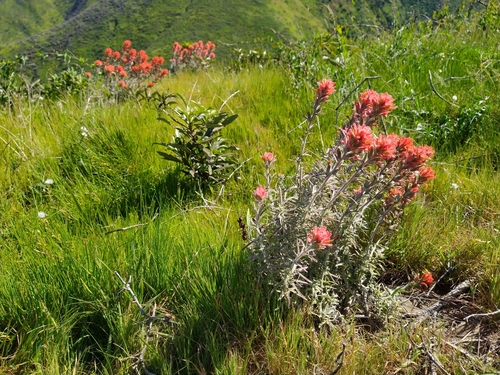 iNaturalist observation photo of Felt Paintbrush