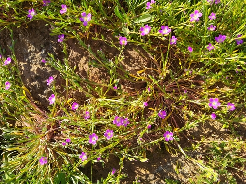 iNaturalist observation photo of redmaids