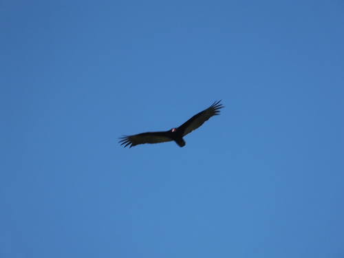 iNaturalist observation photo of Turkey Vulture