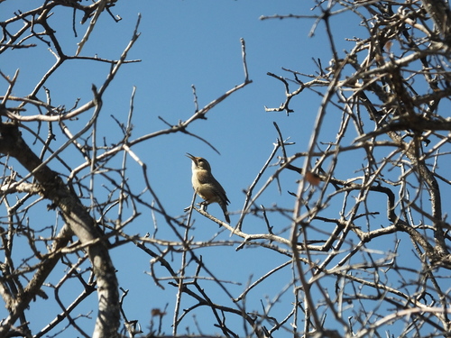 iNaturalist observation photo of Rock Wren
