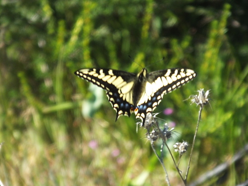 iNaturalist observation photo of Anise Swallowtail
