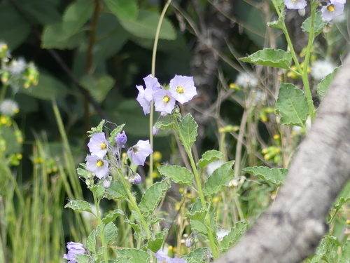 iNaturalist observation photo of nightshades