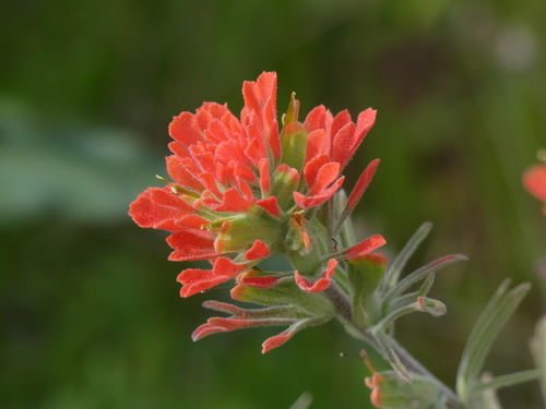 iNaturalist observation photo of Paintbrushes