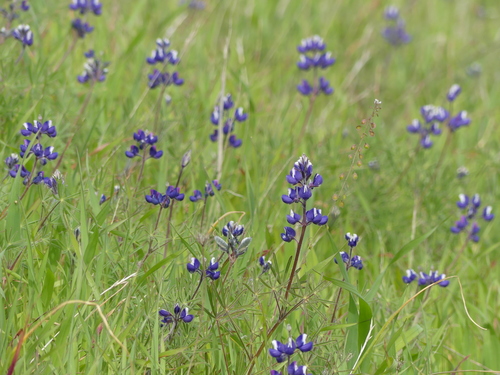 iNaturalist observation photo of lupines