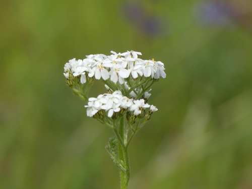 iNaturalist observation photo of common yarrow
