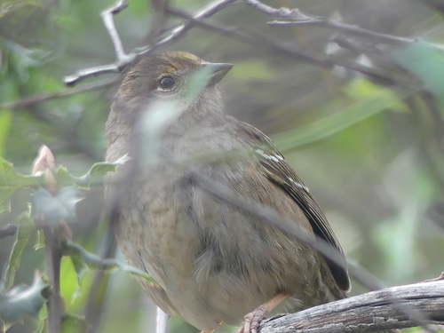 iNaturalist observation photo of Golden-crowned Sparrow