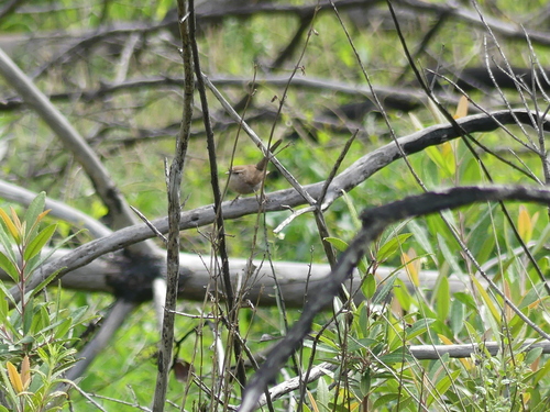iNaturalist observation photo of Bewick's Wren