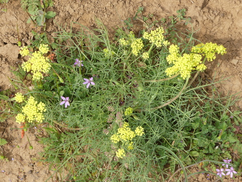 iNaturalist observation photo of Selineae