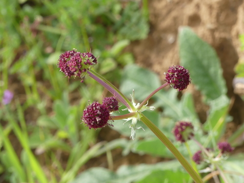 iNaturalist observation photo of Purple Sanicle