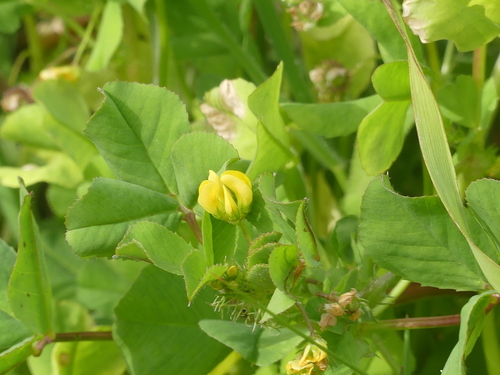 iNaturalist observation photo of bur clover