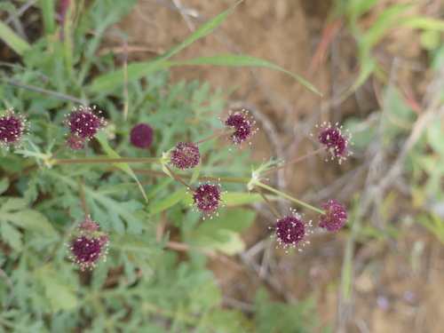 iNaturalist observation photo of Purple Sanicle