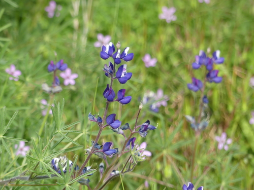 iNaturalist observation photo of lupines
