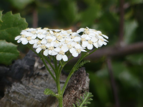 iNaturalist observation photo of common yarrow