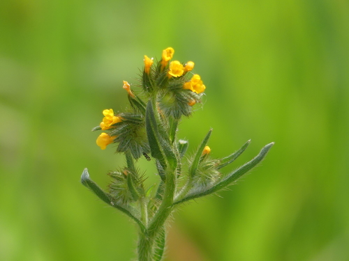iNaturalist observation photo of Fiddlenecks