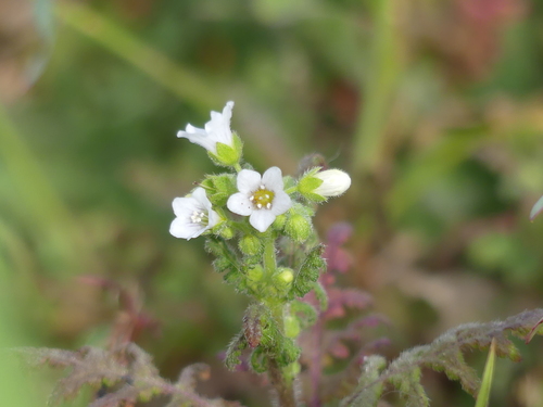 iNaturalist observation photo of Eucrypta